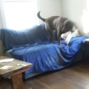 Meet your Posher, Iris